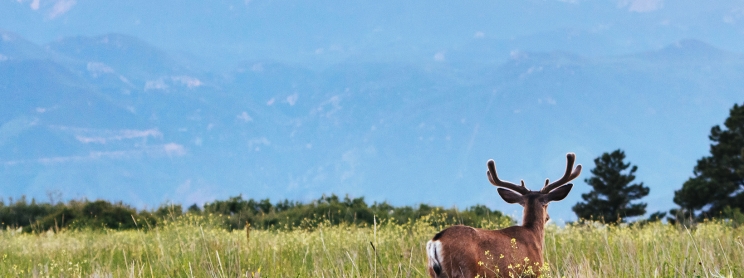A deer in a grassy field.