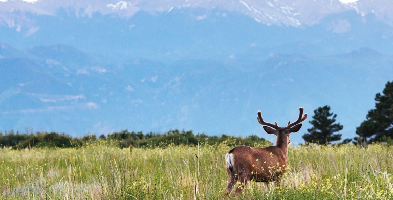 A deer in a grassy field.