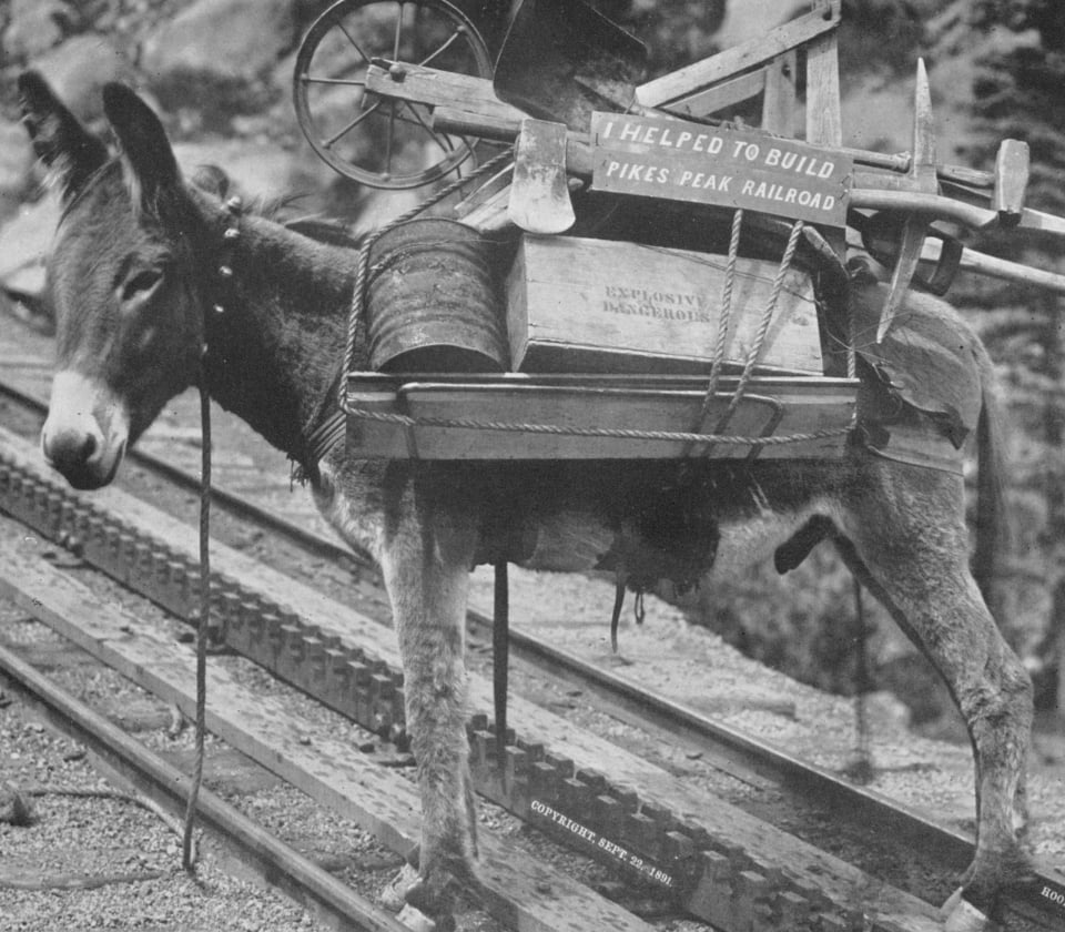 A mule along the Cog Railway in Manitou Springd